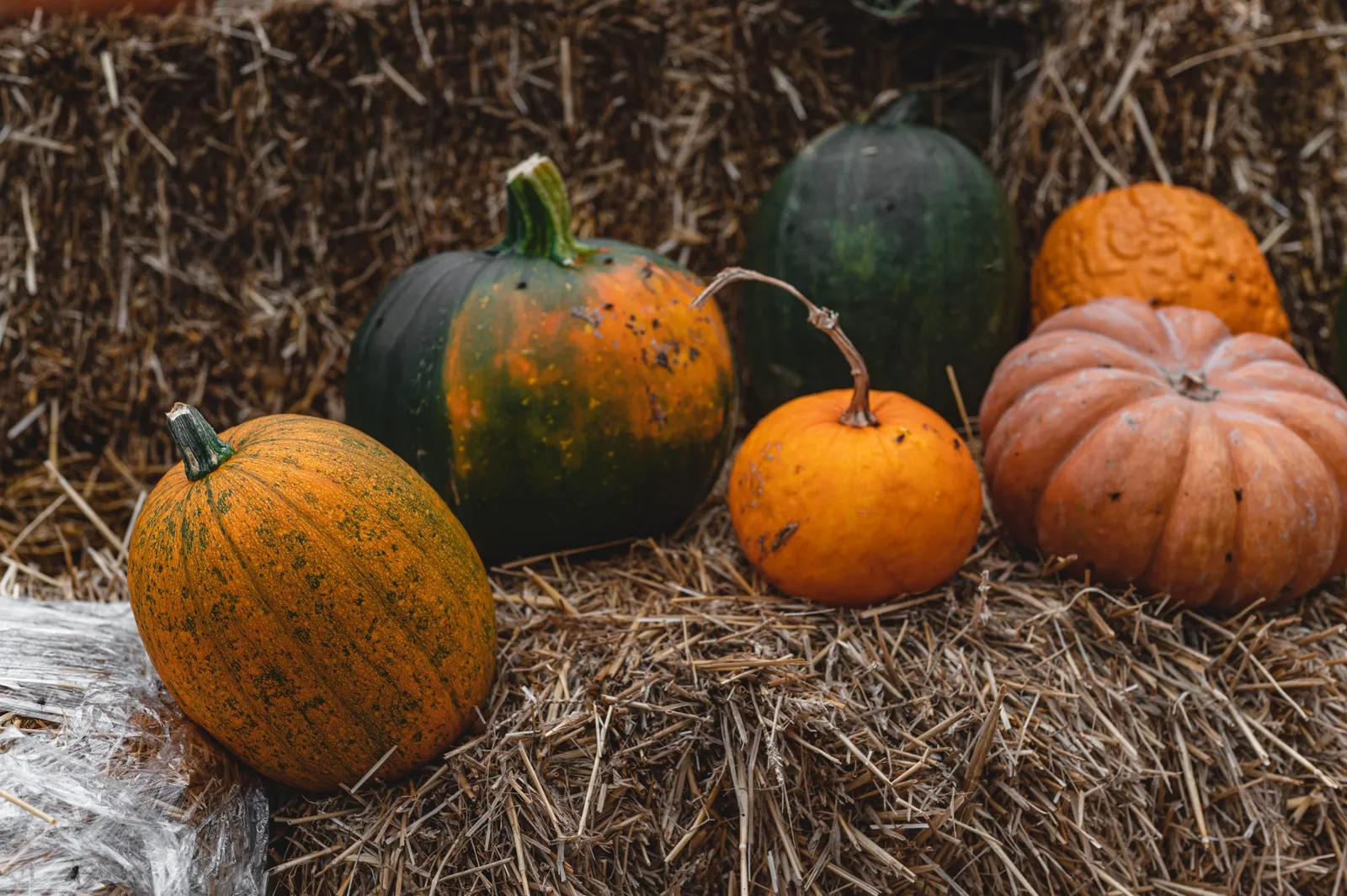 Potirons : 8 Raisons D'en Consommer Régulièrement