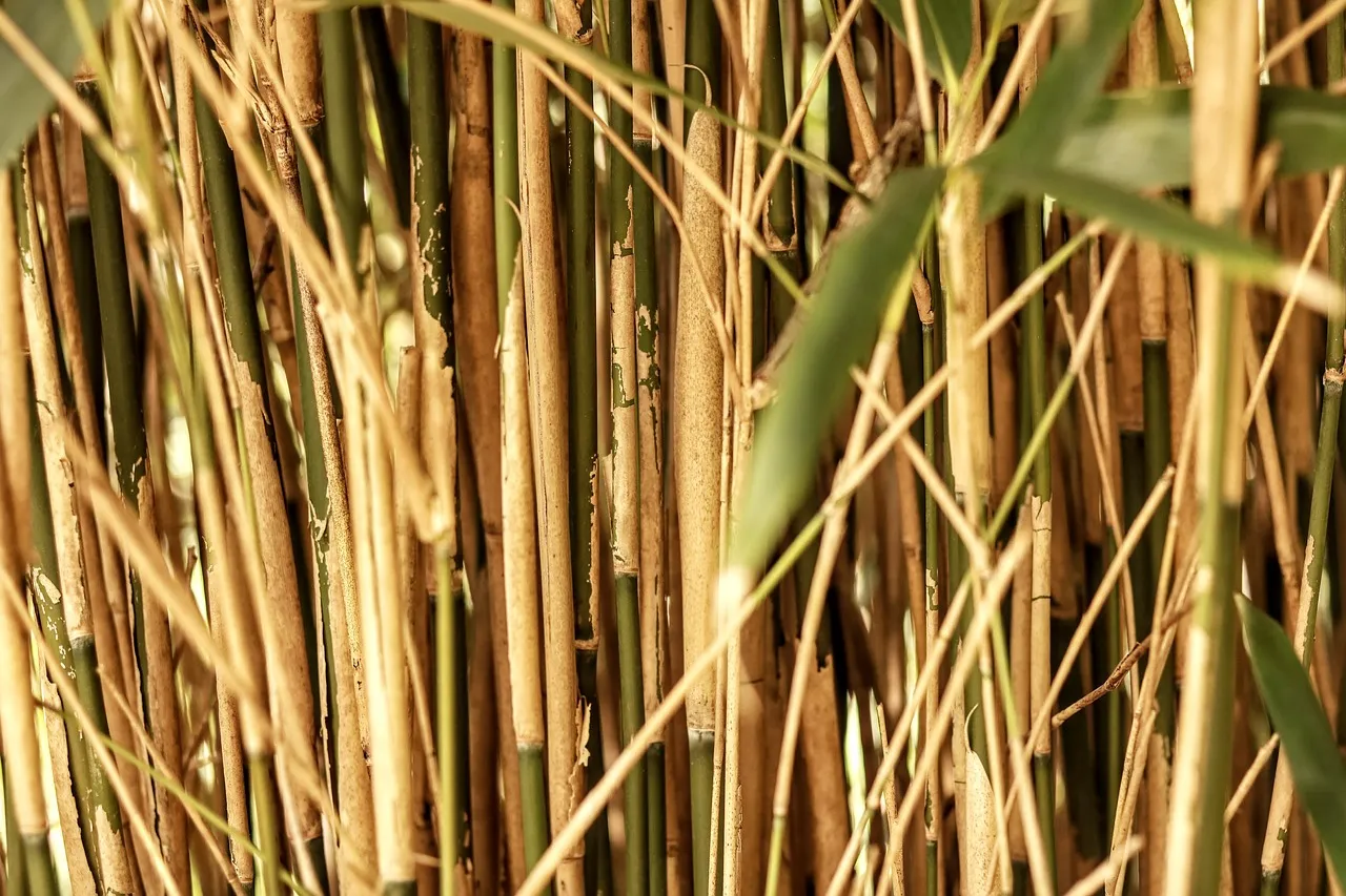 Produits faits à base de bambou