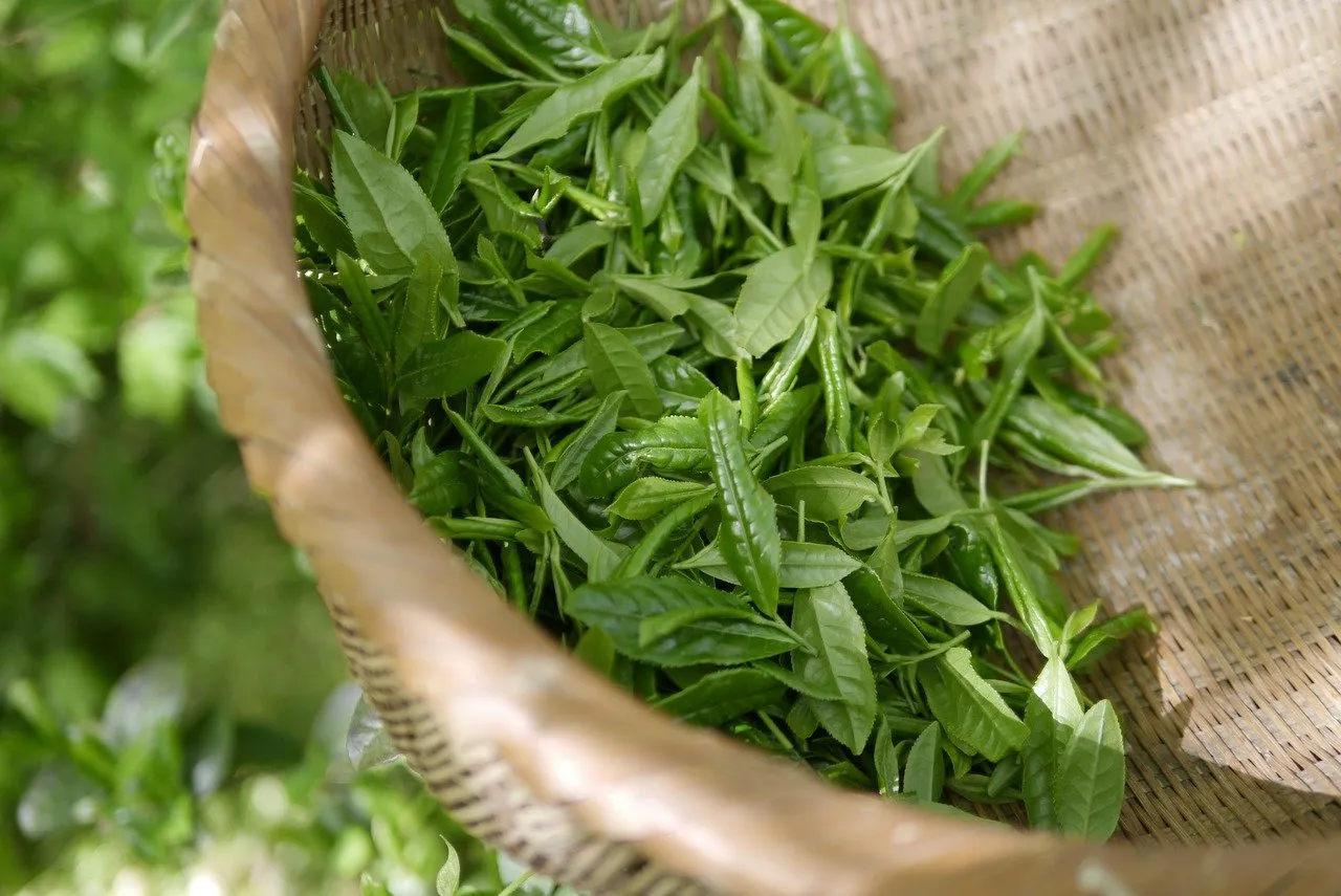 Thé bon pour metabolisme
